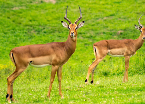 22 Amazing Tanzania National Parks