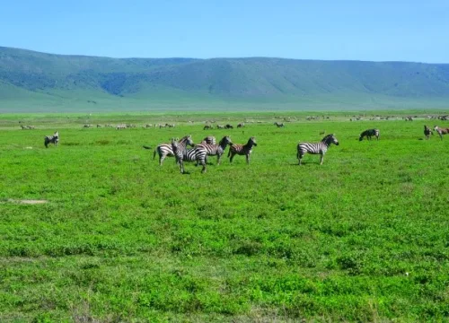 7-DAY WILDLIFE SAFARI: MANYARA, SERENGETI & ZANZIBAR