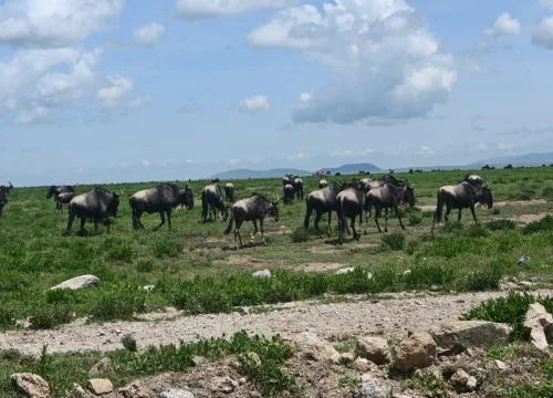 3 DAYS TARNGIRE, LAKE MANYARA & NGORONGORO SAFARI
