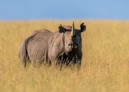 4 DAYS ADVENTURE SAFARI
