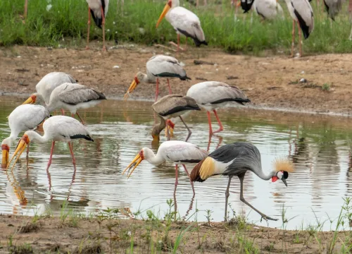 Ruaha National Park