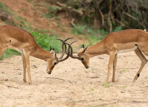 3-DAY IMPALA SAFARI: 2 NIGHTS IN TANZANIA'S WILDLIFE PARKS