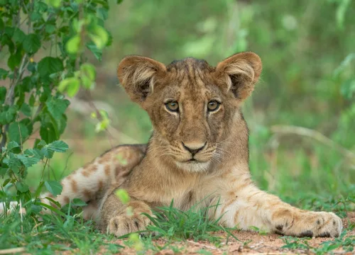 Tanzania Safari Health Prep: Required Vaccines