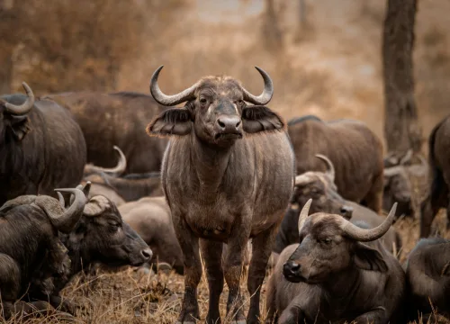 6 DAYS CULTURE & SAFARI IN TANZANIA