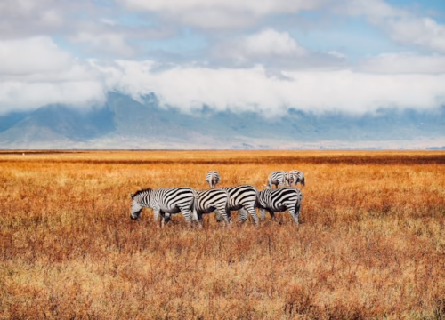 jorge-tung--5Betfvtgso-unsplash