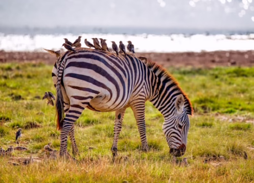 MAKE YOUR DAY UNFORGETTABLE – BOOK EXCITING DAY TRIPS NOW!