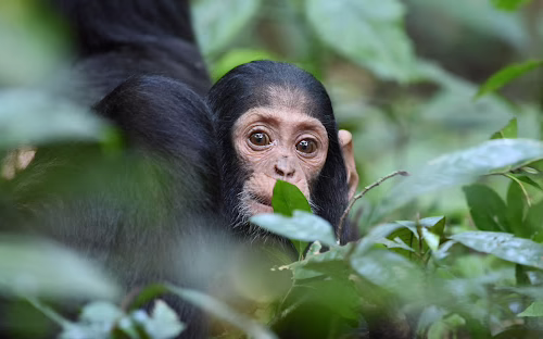 Why East Africa’s Twin Safari is a Must