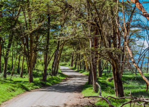 muthengi-mbuvi-oG6GvvLu-XA-unsplash