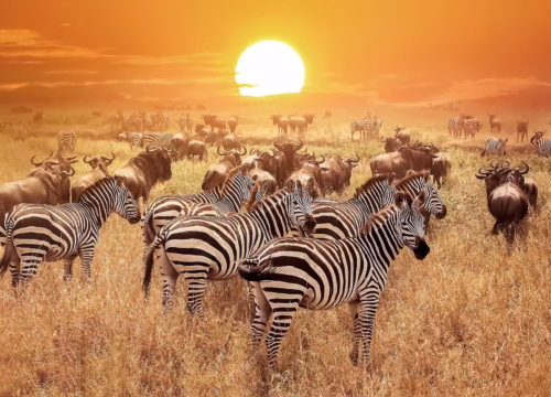 3 DAYS BEST TANZANIA SAFARI