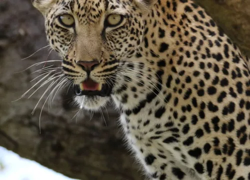 5 DAYS LEOPARD SAFARI