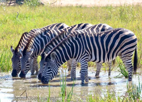 4 DAYS ZEBRA SAFARI