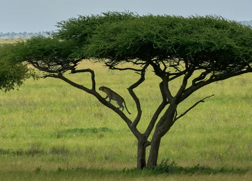 KILIMANJARO CLIMB, SERENGETI SAFARI & ZANZIBAR PACKAGE