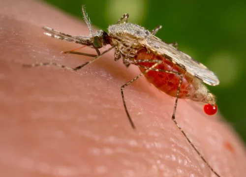 Malaria Prevention for East Africa Travel