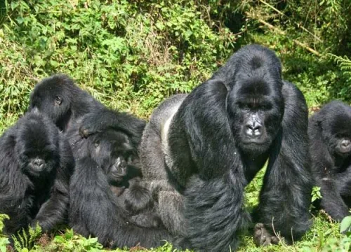 7-DAY LUXURY UGANDA SAFARI: